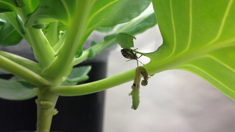 0720N-Ladybugs-1.jpg